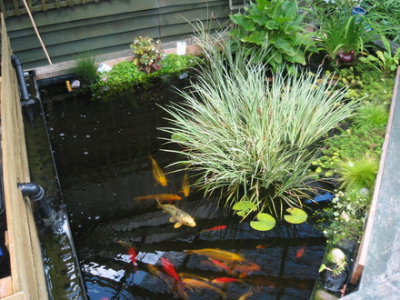 Our big pond.