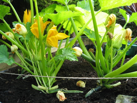 Courgettes