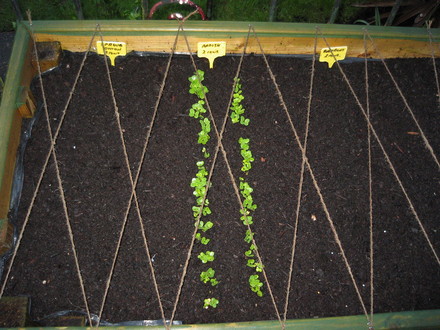 Raised bed