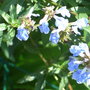 Salvia_uliginosa