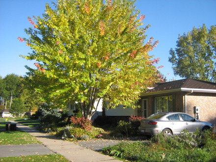 Red Maple (Acer rubrum)