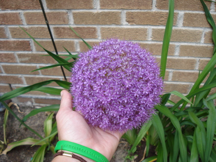 A garden flower photo (Allium acidoides)