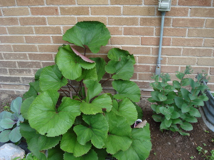 A garden flower photo