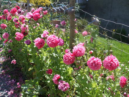 annual poppy (Papaver)