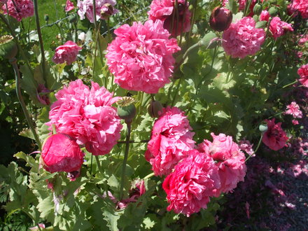 annual poppy (Papaver)