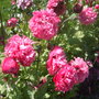 annual poppy (Papaver)
