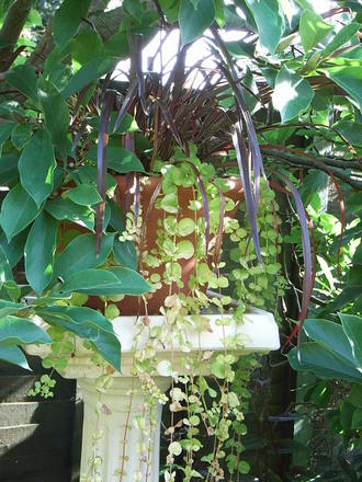 Lysimachia nummularia 'Aurea' (Lysimachia nummularia)