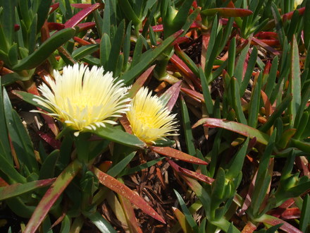 carpobrotus edulis (Carpobrotus edulis (Hottentot Fig))