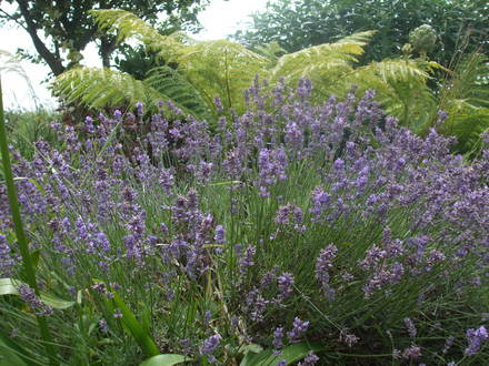 lavender