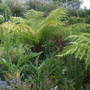 Dscf3010
