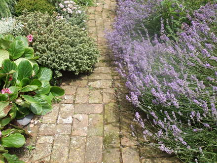lavender