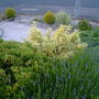 low maintainance garden