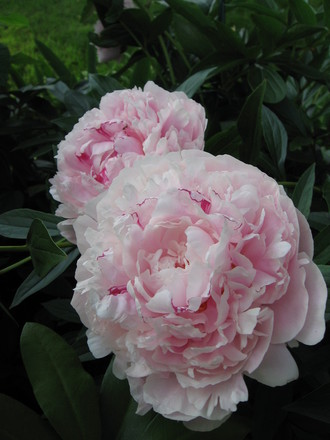 peony (Paeonia officinalis (Double Peony))