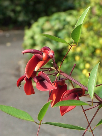 Erythrina crista-galli (Erythrina crista-galli)