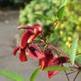Erythrina_crista-galli