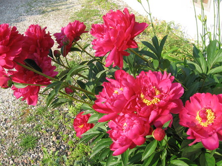 peony (Paeonia officinalis (Double Peony))