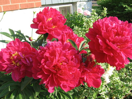 peony (Paeonia officinalis (Double Peony))