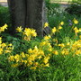 Yellow day lilies taking over from the fading irises this week.