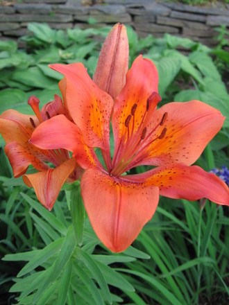 tiger lily (lilium lancifolium splendens)
