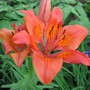 Lilium lancifolium