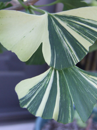 Gingko biloba 'Variegata' (Ginkgo biloba (Maidenhair tree))