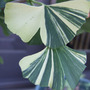 Dscf0575_edited