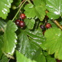 red currants