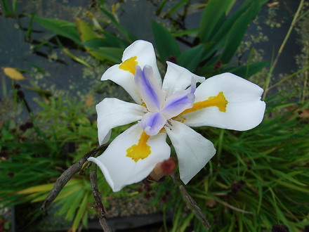 Dietes grandiflora (Dietes grandiflora)