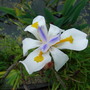 Dietes_grandiflora