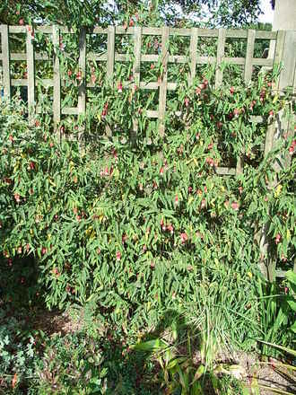 Abutilon megapotanicum (Abutilon megapotamicum)