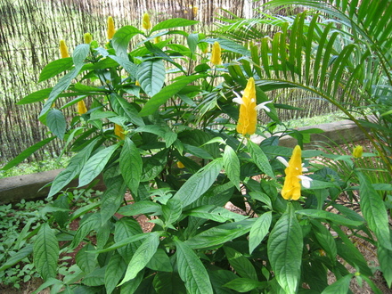 Pachystachys lutea ( yellow candles ) (Pachystachys lutea (Lollipop Flower))