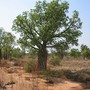 Adansonia_gregorii
