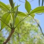 Adansonia gregorii