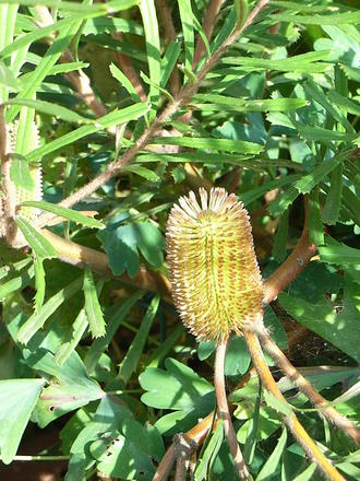 Banksia marginata (Banksia marginata)