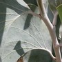 Acacia dunnii ( Elephant ear wattle ) (Acacia dunnii)