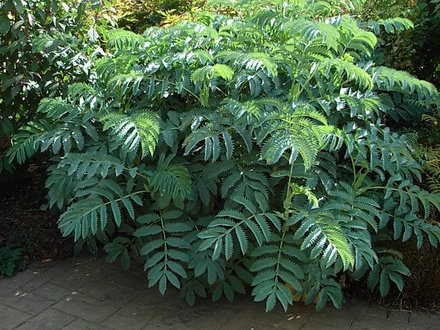 Melianthus major (Melianthus major)