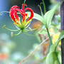 Gloriosa superba