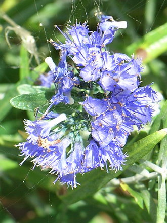Caryopteris x clandonensis (Caryopteris x clandonensis)