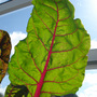 Chard leaf