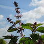 Cinnamon Basil