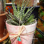 Haworthia_attenuata__striata_