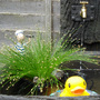 Scirpus_cernuus__slender_club_rush_
