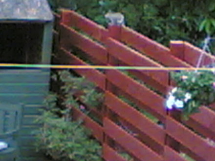 a squirill on top of fence