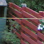 a squirill on top of fence