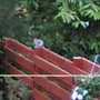 Squirill_no_2_on_fence