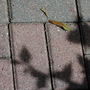 This is sun and shade