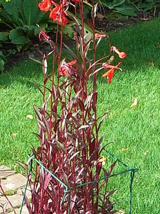 Lobelia cardinals 'Queen Victoria' (Lobelia cardinalis)