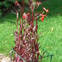Lobelia_cardinalis__queen_victoria_