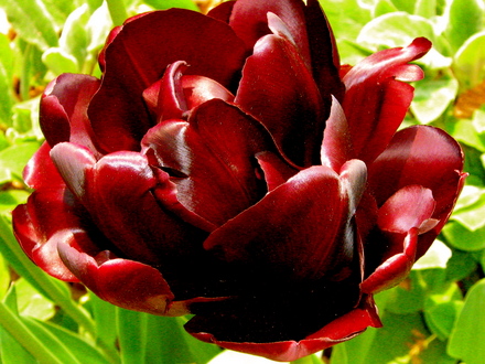 Black Tulip 