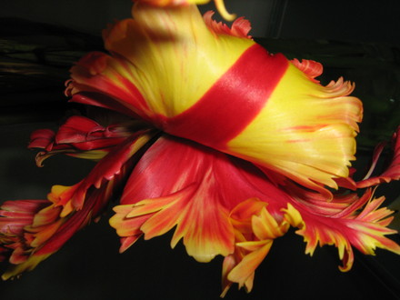 Experimental Tulip Photo!